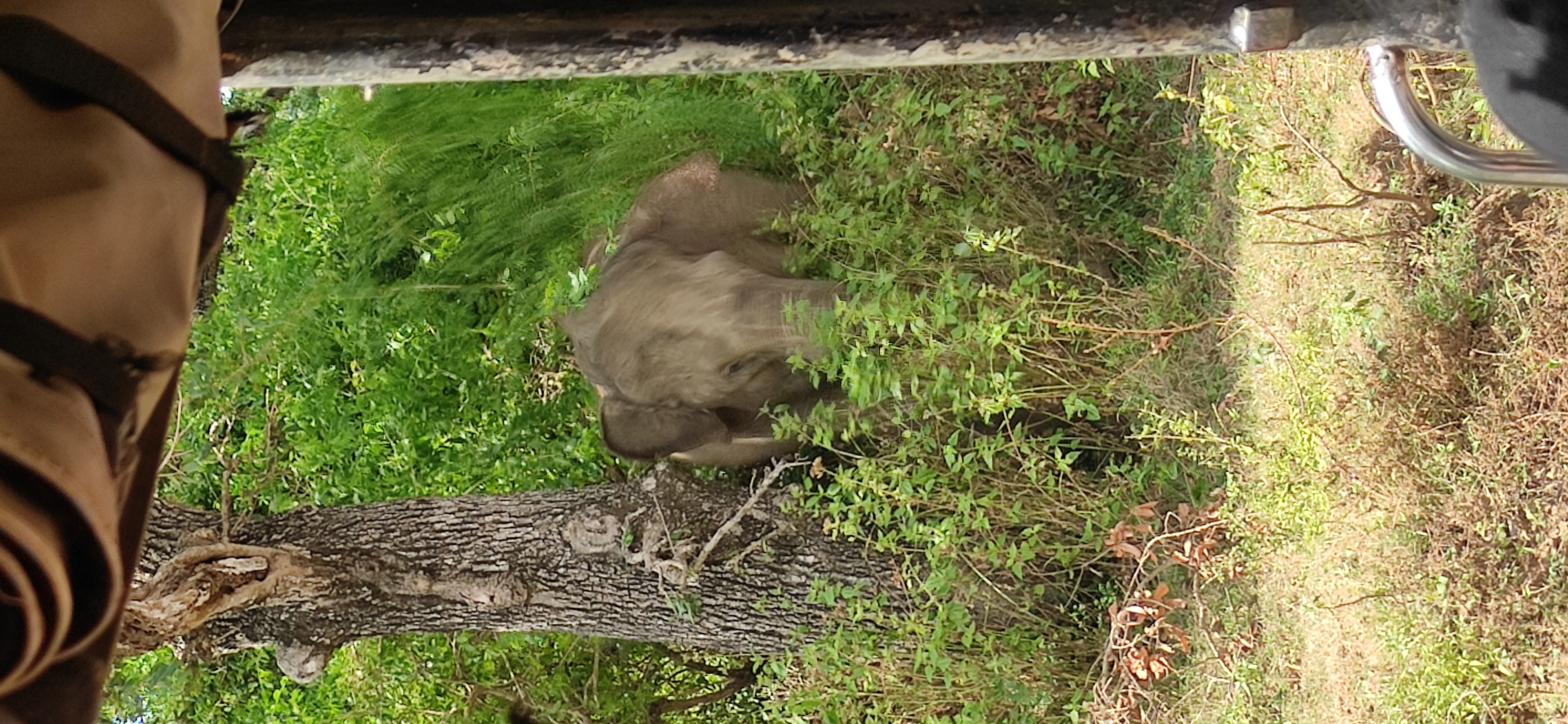 Éléphants sauvages